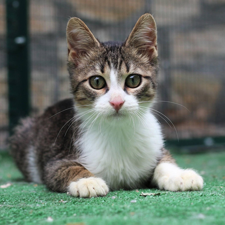a cute grey cat